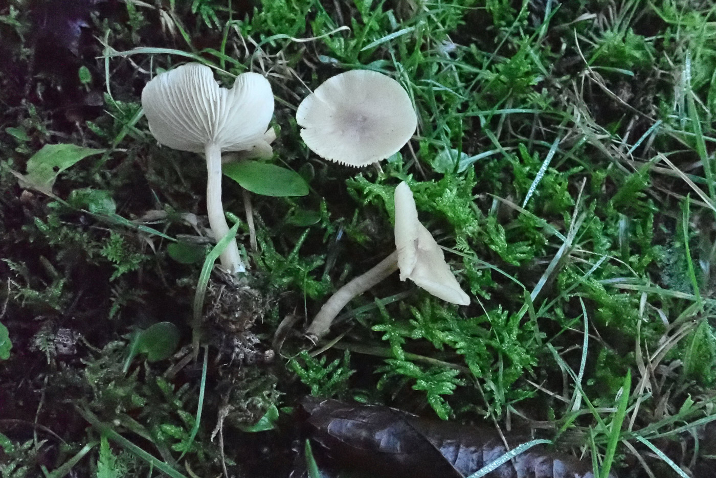 Photo by Sarah Ebdon Clitocybe fragrans by Sarah Ebdon